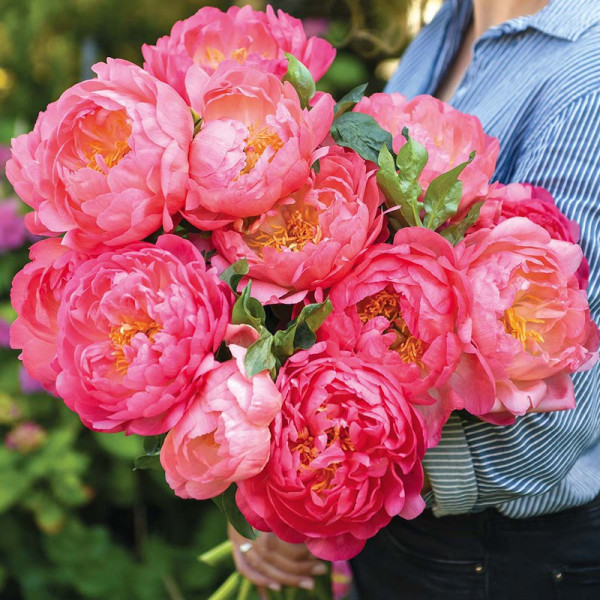 Buy Peony Plant Pink Hawaiian Online - Garden Plants & Bushes Buy Peony Plant Pink Hawaiian Online - Garden Plants & Bushes