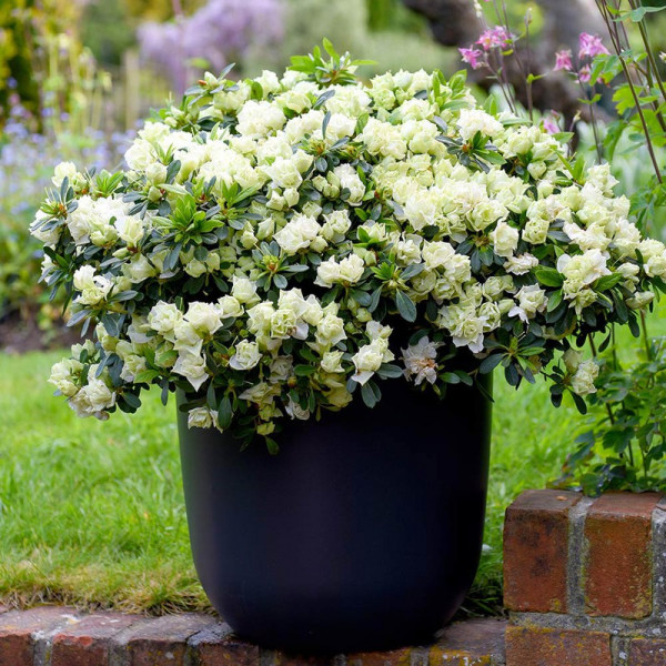Buy Azalea Plant 'Romantic Lime Green' Online - Green plants & flowering plants