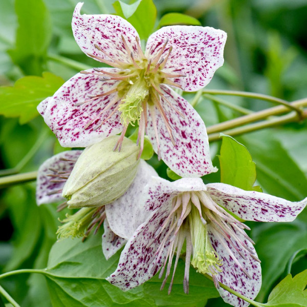 Buy Clematis Plants Advent Bells Online - Green plants & flowering plants