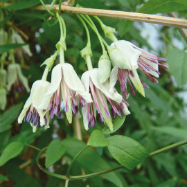 Clematis Napaulensis Plants