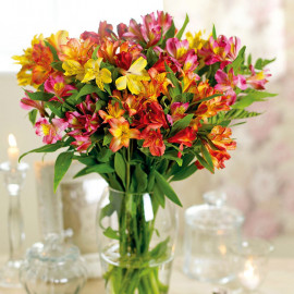 Alstroemeria Plants Garden Hybrids