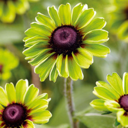 Rudbeckia Plants Enchanted Collection