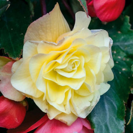 Begonia Plants Fragrant Falls Lemon