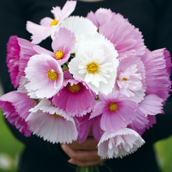 Cosmos Plants Cupcakes and Saucers Mix