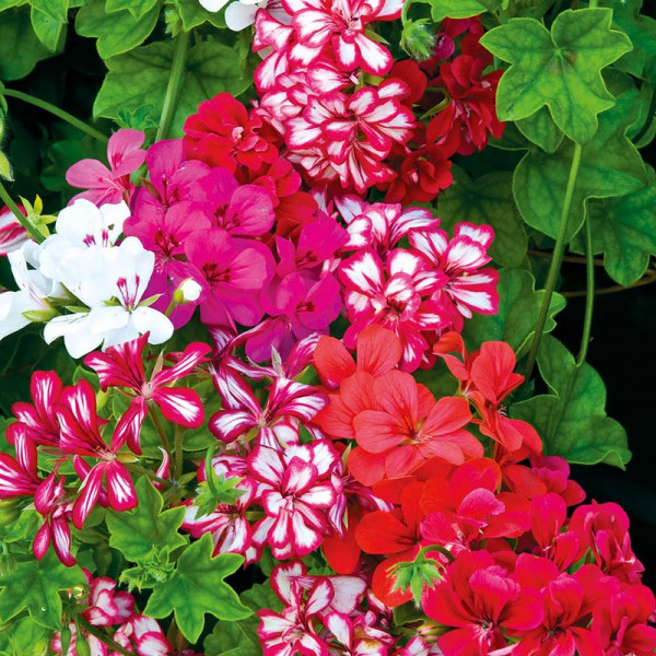 Buy Geranium Plants GeRainbow Mixed Online - Green plants & flowering plants