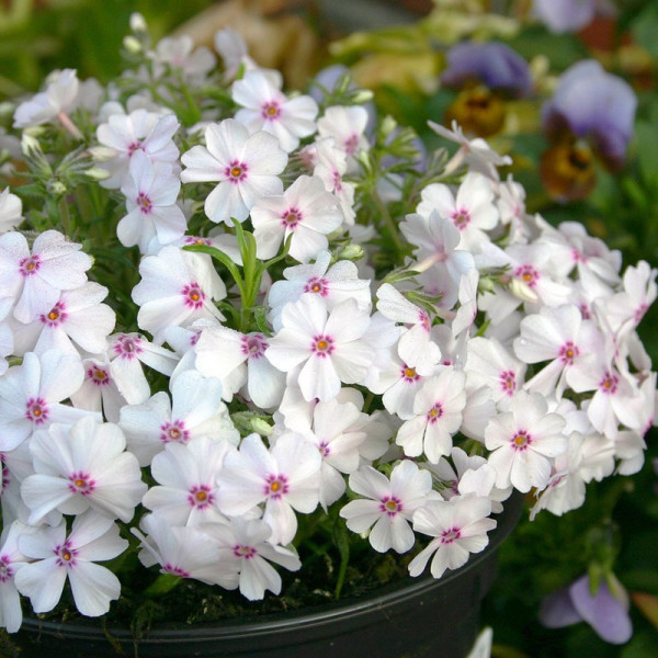 Buy Phlox Creeping Plants Collection Online - Green plants & flowering plants