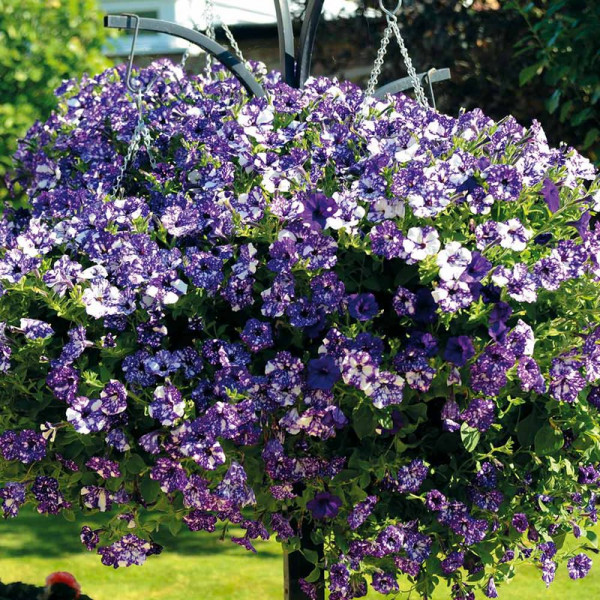 Buy Petunia Plants Night Sky Online - Green plants & flowering plants