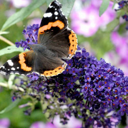 Buddleja Plants buzz 3 in 1