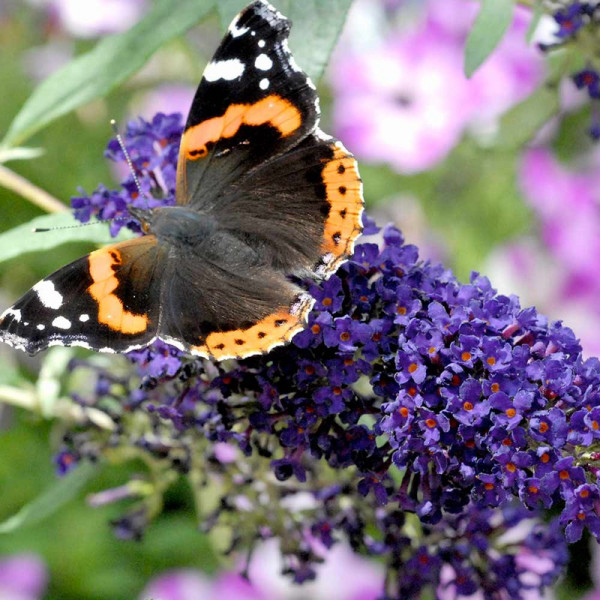 Buy Buddleja Plants 'Buzz® 3 in 1' Online - Green plants & flowering plants