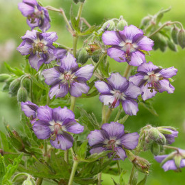 Geranium Plant Censation Kora
