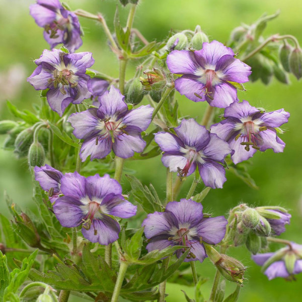 Buy Geranium Plant Censation Kora Online - Green plants & flowering plants