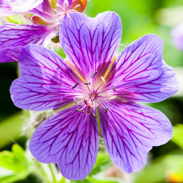 Buy Geranium x magnificum Plant Online - Green plants & flowering plants
