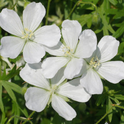 Geranium Sanguineum Plant Alba