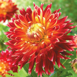 Dahlia Plant Akita