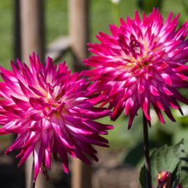 Dahlia Plant Badger Twinkle