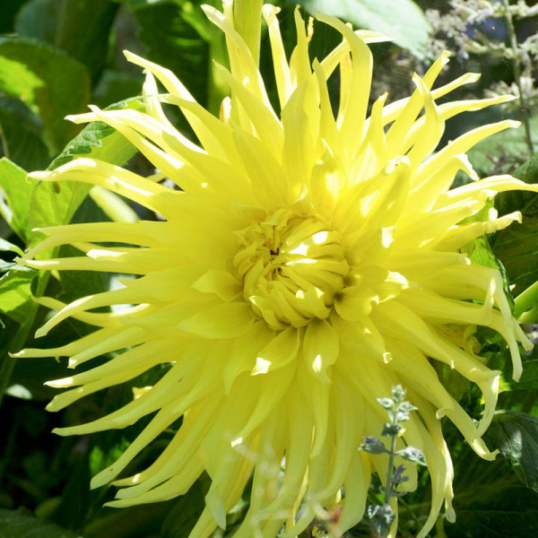 Buy Dahlia Plant Yellow Star Online - Green plants & flowering plants