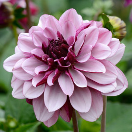 Dahlia Plant Creme De Cassis
