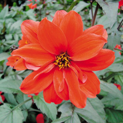 Dahlia Plant Bishop of Llandaff