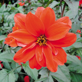 Dahlia Plant Bishop of Llandaff