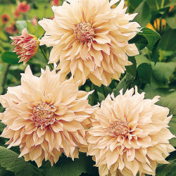 Dahlia Plant Cafe Au Lait