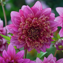 Dahlia Plant Mambo