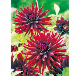 Dahlia Plant Nuit D Ete