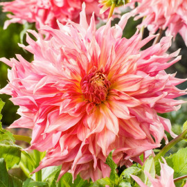 Dahlia Plant Penhill Watermelon