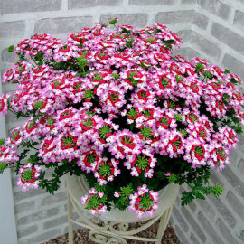 Verbena Plants Red Rose