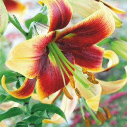 Lily Tree Debby