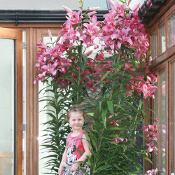 Lily Tree Pink Explosion