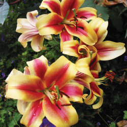 Lily Tree Starburst