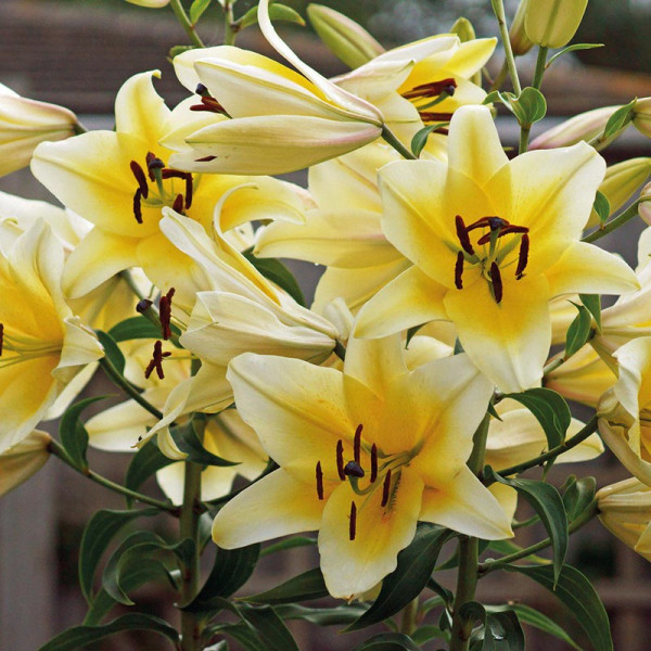 Buy Lily Tree Yellow Rocket Online - Green plants & flowering plants Buy Lily Tree Yellow Rocket Online - Green plants & flowering plants