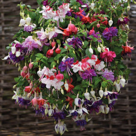 Fuchsia Plants Giant Flowered Collection