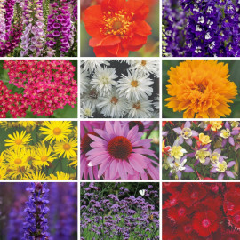 Best Value Perennial Collection