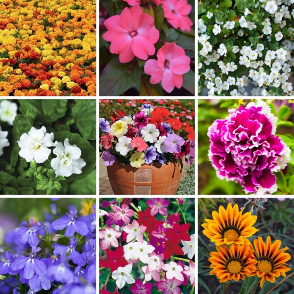 Buy Bumper Garden Collection Online - Green plants & flowering plants