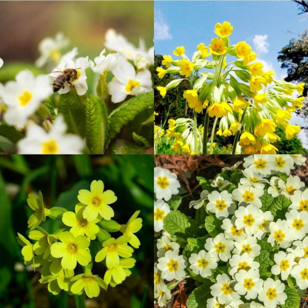 Buy Primula Veris and Vulgaris Online - Green plants & flowering plants