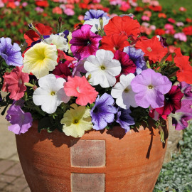 Petunia Plants Frenzy Mixed