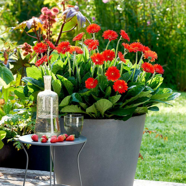 Buy Gerbera Plants Sweet Love Online - Garden Plants & Bushes