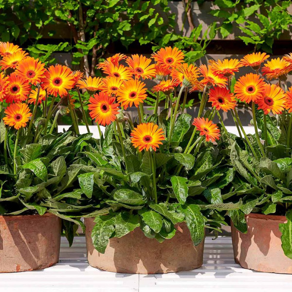 Buy Gerbera Plant Sweet Sunset Online - Garden Plants & Bushes