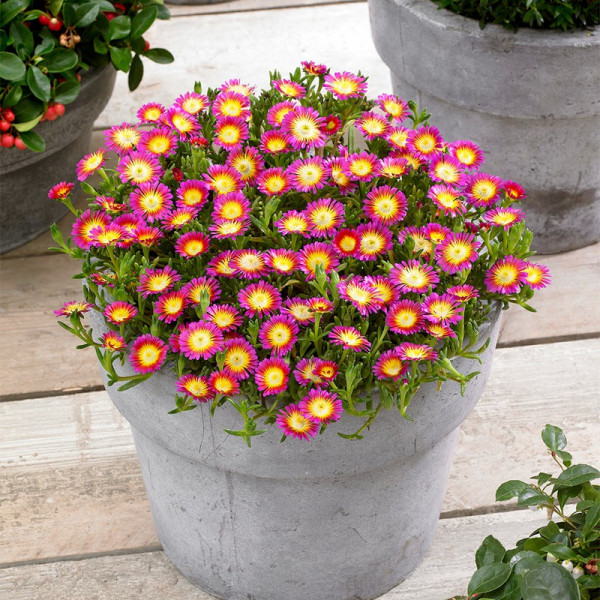 Buy Delosperma Plants Wheels of Wonder Hot Pink Online - Green plants & flowering plants