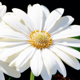 Osteospermum Hardy Plant Snow Pixie