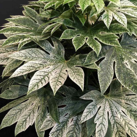 Fatsia Jap. Spiders Web