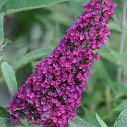 Buddleja Buzz Velvet