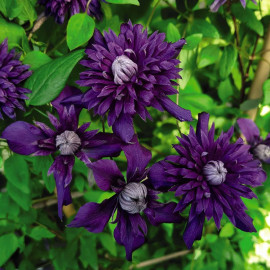 Clematis Kokonoe