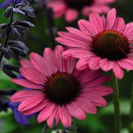 Echinacea Purpurea Little Magnus