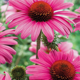 Echinacea Purpurea Rubinstern