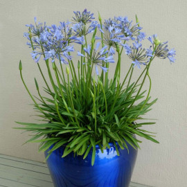 Agapanthus Bluestorm
