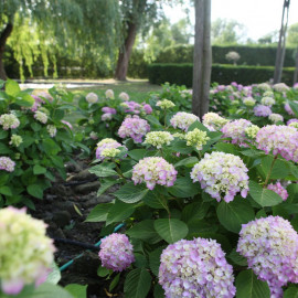 Hydrangea Macrophylla Endless Summer the Original