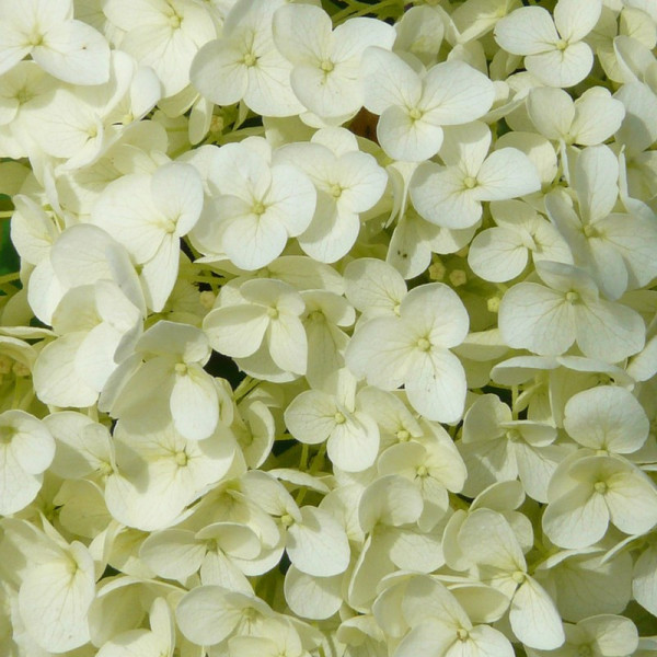 Buy Hydrangea macrophylla White Online - Green plants & flowering plants