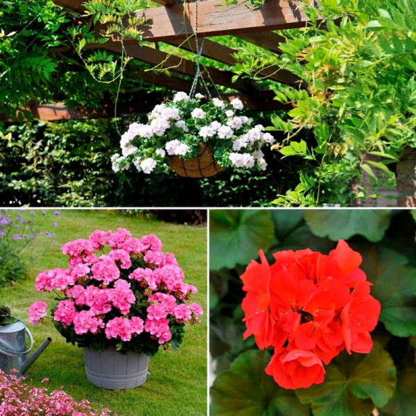 Buy Geranium Tri Colour Collection Online - Garden Plants & Bushes